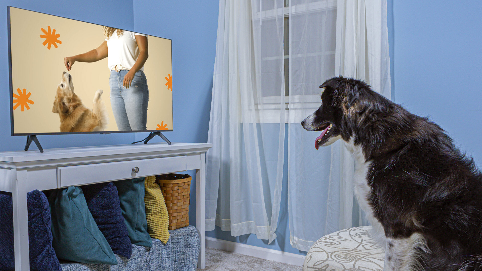 dogtv_amz_screensaver_background_v1-1